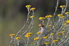 Cisticola tinniens