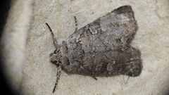 Lacinipolia meditata