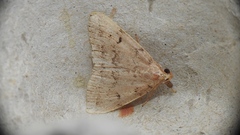 Zanclognatha protumnusalis