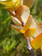 Thesium euphorbioides