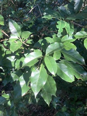Dendropanax dentiger