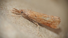 Neodactria luteolellus