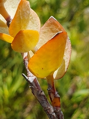 Thesium euphorbioides