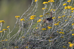 Cisticola tinniens