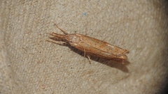 Neodactria luteolellus