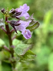 Mosla dianthera