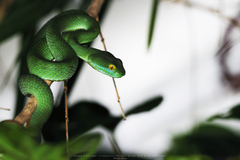 Trimeresurus macrops