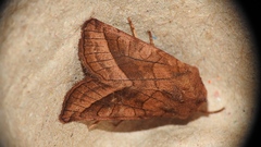 Hydraecia micacea