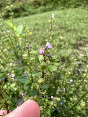 Mosla dianthera