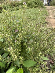 Mosla dianthera