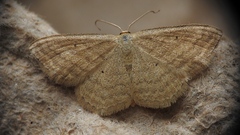 Scopula inductata