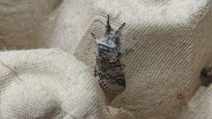 Furcula occidentalis