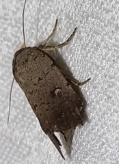 Proteuxoa hypochalchis