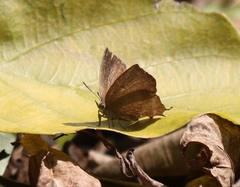 Surendra quercetorum