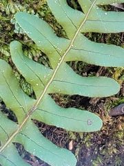 Polypodium virginianum