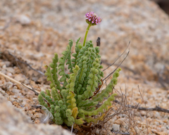 Polyachyrus fuscus