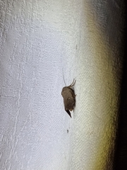 Proteuxoa hypochalchis