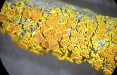 Polycauliona polycarpa
