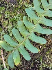 Polypodium virginianum