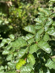 Nothofagus pumilio