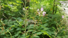 Hylodesmum