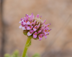 Polyachyrus fuscus