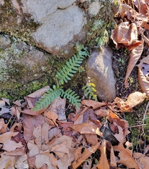 Polypodium virginianum