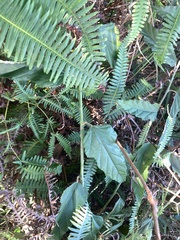 Rubus swinhoei
