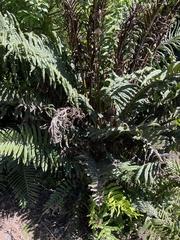 Blechnum chilense