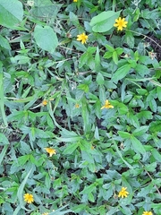 Sphagneticola trilobata