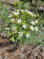 Platysace ericoides