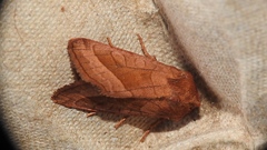 Hydraecia micacea