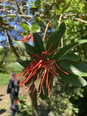 Embothrium coccineum