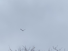 Haliaeetus albicilla