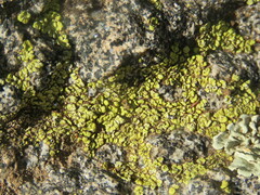 Acarospora socialis