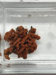 Clathria prolifera