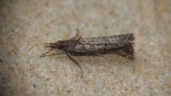 Neodactria luteolellus