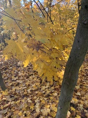 Acer platanoides