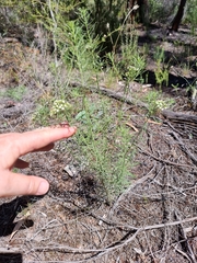 Platysace ericoides