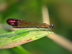 Heliocypha bisignata