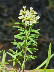 Platysace ericoides