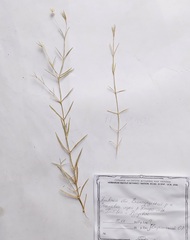 Stellaria palustris