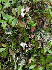 Peltigera didactyla