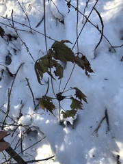 Anemone virginiana