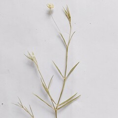 Stellaria palustris