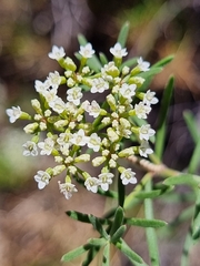 Platysace ericoides