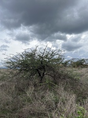 Vachellia nilotica