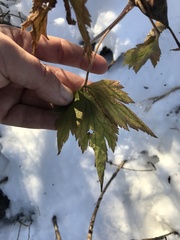 Anemone virginiana