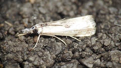 Microcrambus minor