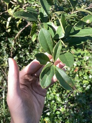 Ligustrum liukiuense